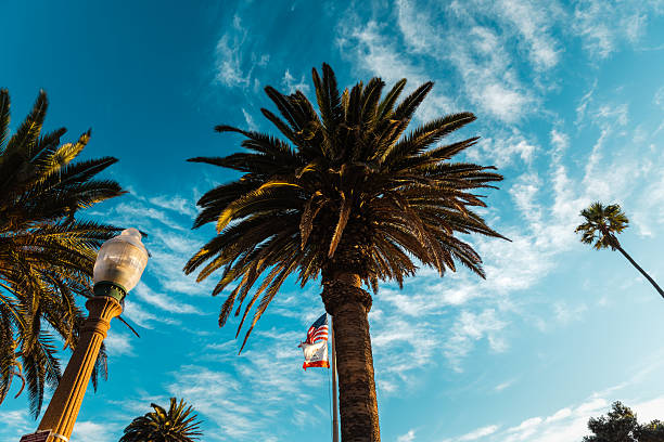 Clear blue sky and palm trees swaying in the wind on the coast