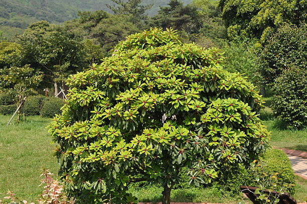 istock Ilex rotunda leaves, buds, and shoots 2219675386