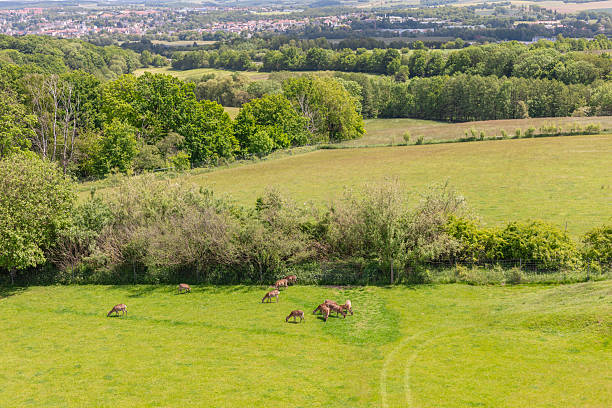 A scenic view of a herd of deer grazing on green grass in Sila National Park, Calabria, Italy