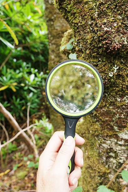 istock Hand holding magnifying glass exploring moss and lichen on tree trunk in the Scottish Highlands, environmental research concept 2219676114