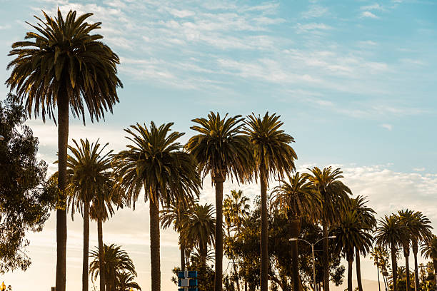 A scenic upward view of Santa Monica's iconic palm trees silhouetted against a soft blue sky with streaks of white clouds. Framed by overhanging branches and urban street elements, the composition blends nature with a laid-back coastal city atmosphere. The image evokes a peaceful, tropical mood ideal for themes of relaxation, travel, or West Coast lifestyle.