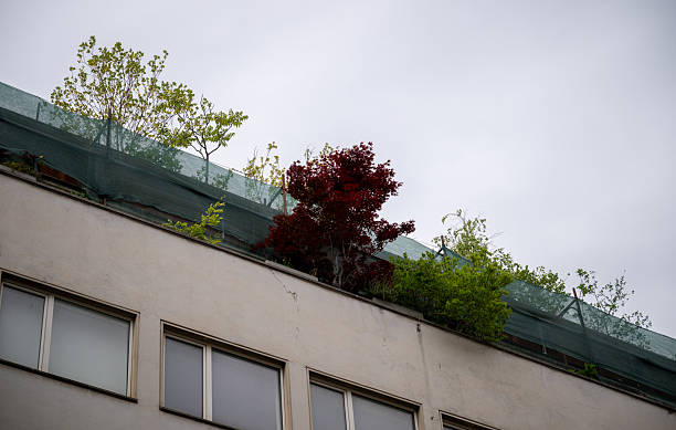 Rooftop garden with trees and shrubs on urban building under gray sky