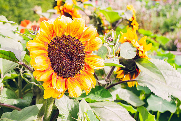 Close-up of a vibrant sunflower growing in a field , bathed in the warm summer sunlight