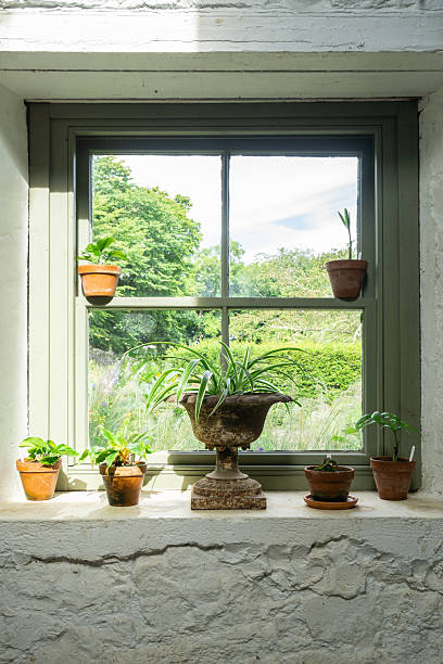 istock Potted plants decorating window sill in cozy Highlands cottage 2219676246