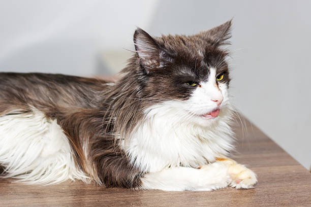 istock A black and white cat with its mouth open is lying on a table 2219676357