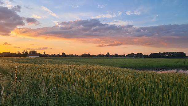istock Magnificent sunset over a wheat field in the Chevreuse Valley (France) 2219677157