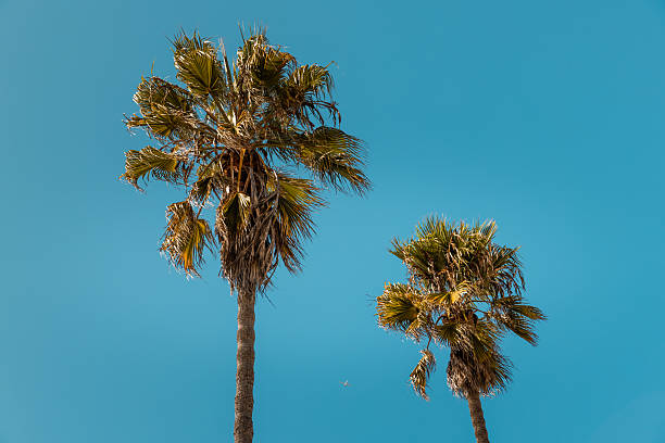 A grove of tall palm trees rises dramatically against a flawless, cloudless sky in sunny Venice Beach, Los Angeles. The image captures the essence of Southern California's tropical charm and is ideal for themes like travel, nature, architecture, and climate. The golden light filtering through the fan-shaped leaves adds warmth and contrast, embodying the quintessential West Coast vibe.