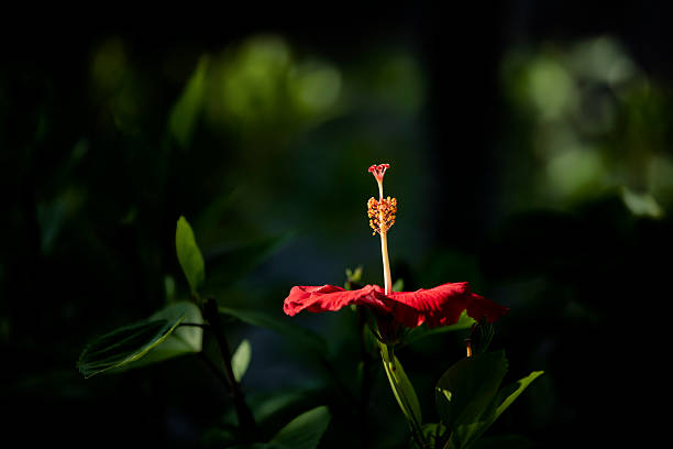istock Red Hibiscus - Side View with Dark Background 2219677831