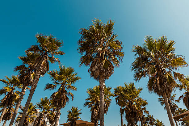 A grove of tall palm trees rises dramatically against a flawless, cloudless sky in sunny Venice Beach, Los Angeles. The image captures the essence of Southern California's tropical charm and is ideal for themes like travel, nature, architecture, and climate. The golden light filtering through the fan-shaped leaves adds warmth and contrast, embodying the quintessential West Coast vibe.