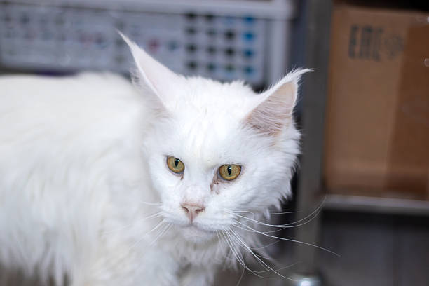 istock A white feline with yellow eyes gazes into the camera 2219678392