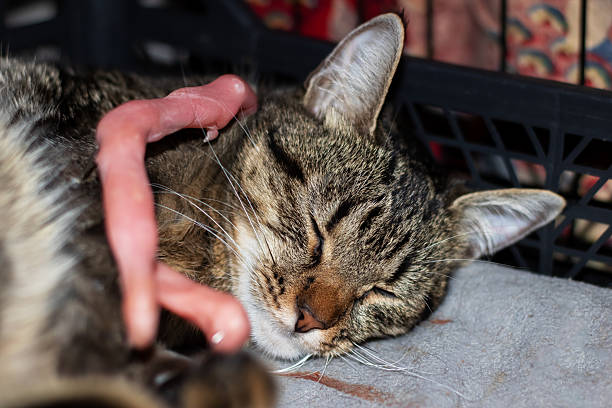 stroke the cat