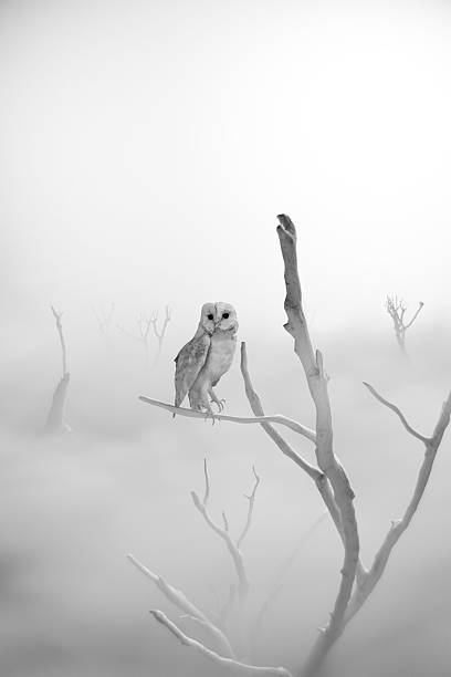 white barn owl sitting on branch of a dead tree in a misty landscape. 3D Rendering