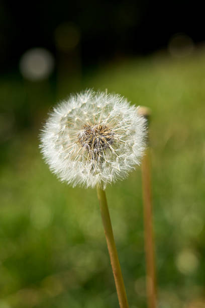 istock Dandelion With Green Grass Background 2219680023
