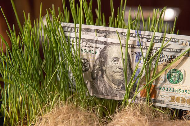 istock Hundred dollar bill with microgreens sprouting in soil, financial growth concept 2219680410