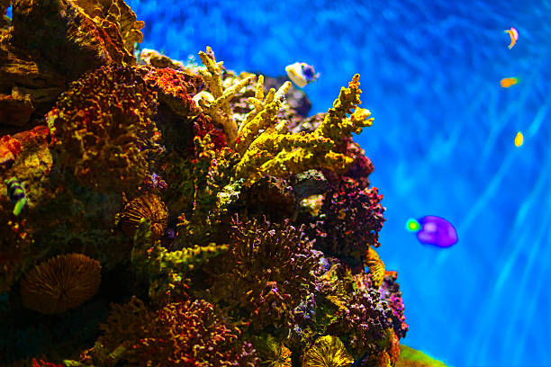 A detailed close-up shot of a vibrant Zoanthid coral colony. The individual polyps are shown with glowing neon centers and delicate fringed tentacles, highlighting the complex beauty of marine reef life in a saltwater tank.