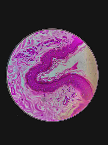 istock Micrograph of peripheral nervous tissue stained with hematoxylin and eosin. 2219681297