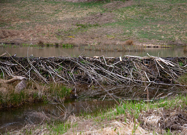 istock beaver dam on the small river 2219681512