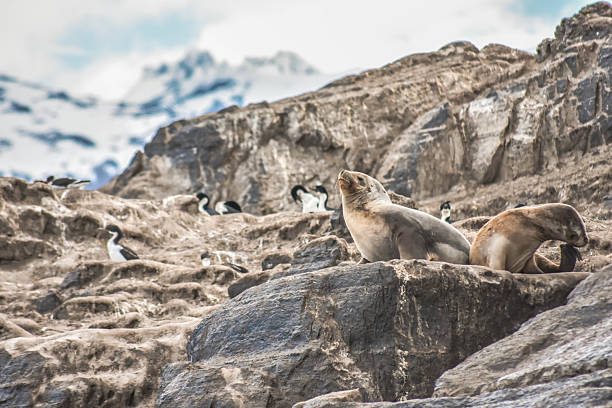 istock Pair of sea lions 2219681537