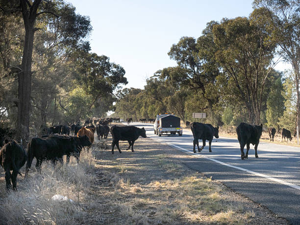 istock Cattle wandering on road 2219684685