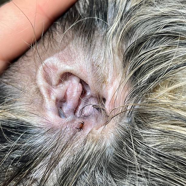 istock A dog’s ear with a visible tick, held gently by a hand, great for pet care tips, veterinary services, and parasite prevention imagery. 2219686908