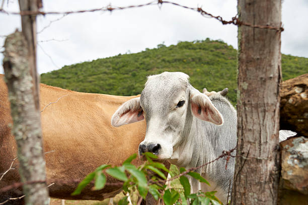 Brahman calf in the field in Santander, Colombia. His face is framed by a fence.