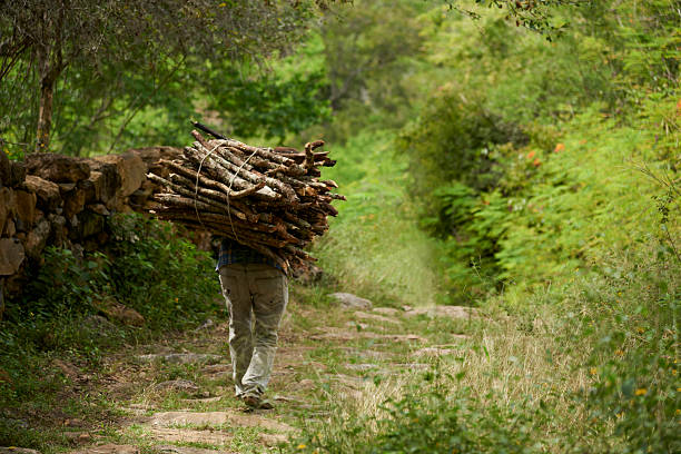 Rear view of an unrecognizable man carrying a bundle of firewood on his back walking along a rural stone path surrounded by vegetation in Santander, Colombia. Picturesque composition with copy space.