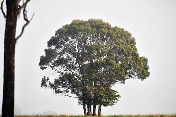 Misty morning on a farm in rural Queensland, Australia