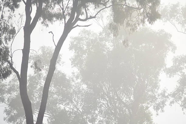Misty morning among the eucalypts in rural Queensland, Australia