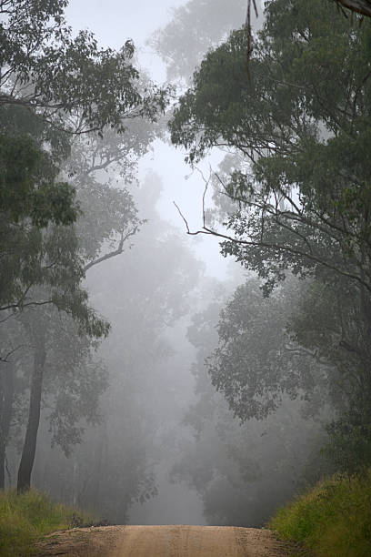 Misty morning on a farm road in rural Queensland, Australia