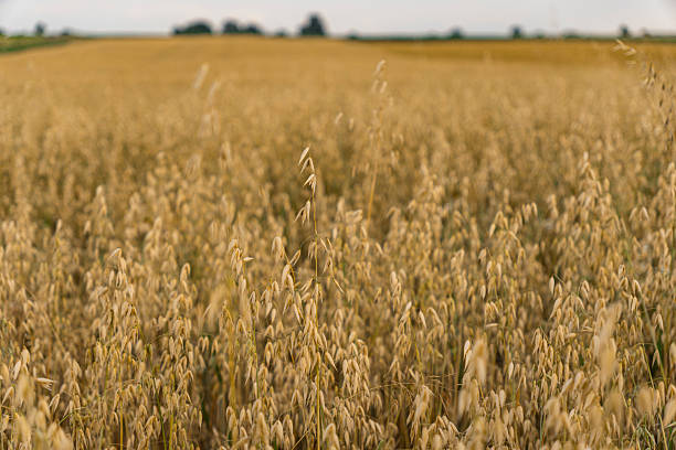 istock Oat field during summer just before harvesting 2219689460