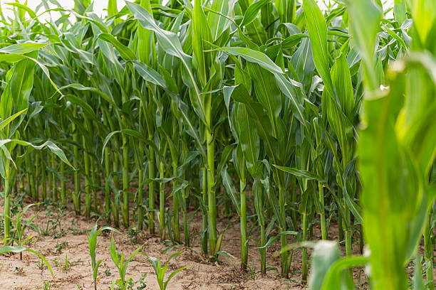 istock A fragment of a field with visible rows in which corn was planted 2219689463