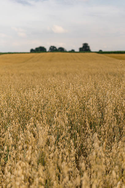 istock Oat field during summer just before harvesting 2219689571