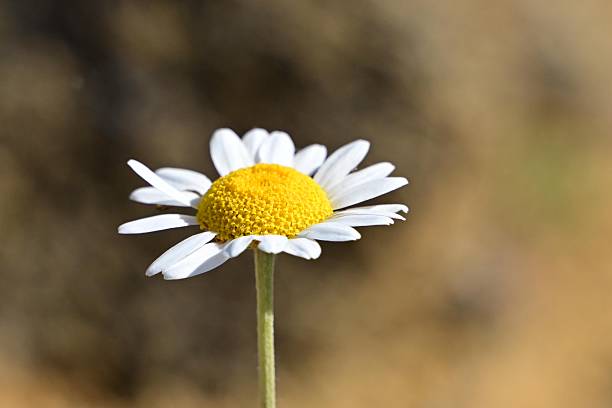 Wild Chamomile Flower (Matricaria chamomilla) in Nature.