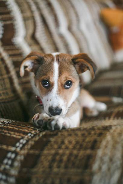 istock Puppy on a Plaid Couch 2219689900