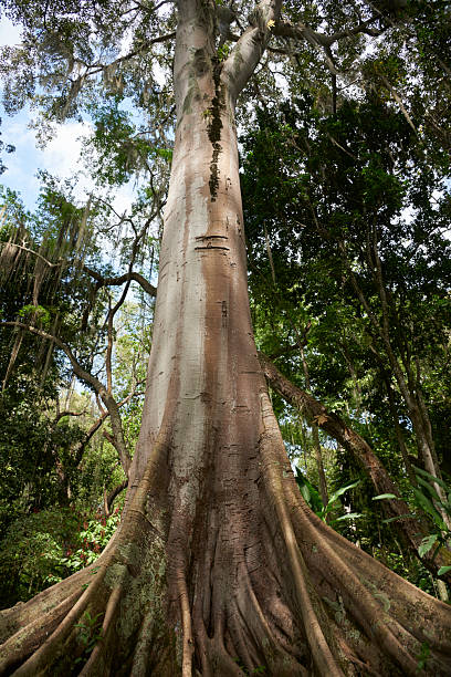istock Big tree in El Gallineral Park, in San Gil, Colombia. 2219691013