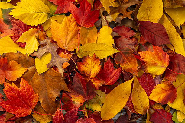 istock Colorful Autumn Leaf Pile 2219691282