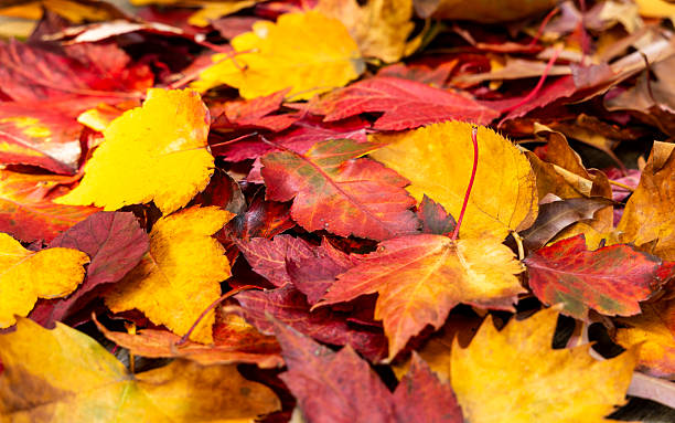istock Autumn Leaves with Depth and Focus 2219691313
