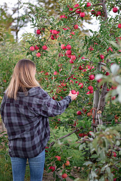 istock Young woman from behind picking red apples from a tree in an orchard 2219691646
