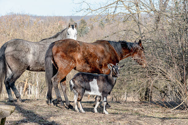 istock two horses and a goat on the pasture in winter. 2219691901