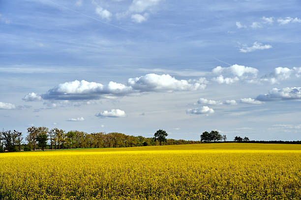 istock cultivated field with blooming rapeseed and trees by the road in spring 2219692840