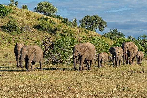 istock Elephant herd in Mashatu Game Reserve 2219693069