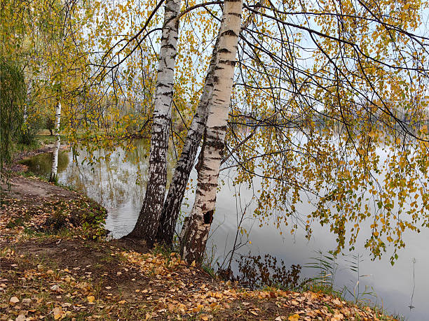 Three birch trees with sparse leaves in the foreground on the lakeshore, willows, reflections in the water and a forest thicket. Autumn. Russia.Nizhny Novgorod. Lake Svetloyarskoe. October 2024.Photo.