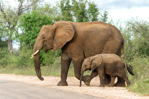 istock elephant with her calf in Kruger National Park 2219693140