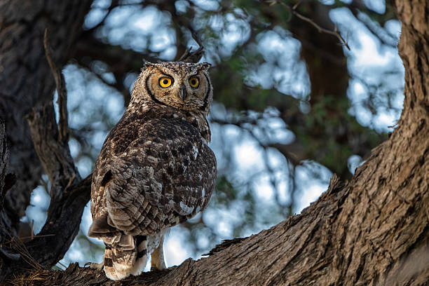 istock Spotted Eagle-Owl in Kgalagadi Transfrontier Park in South Africa 2219693164