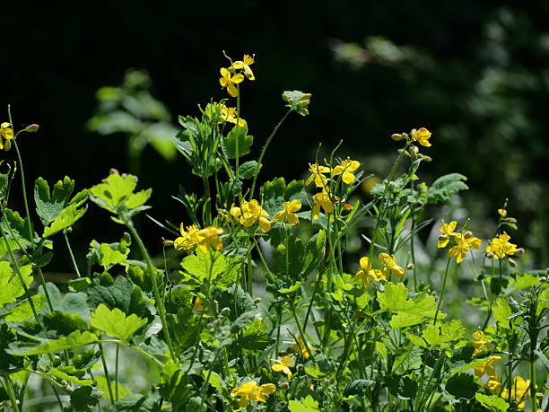 istock Bright Yellow Greater Celandine Flowers Blooming in Spring Sunlight 2219693691