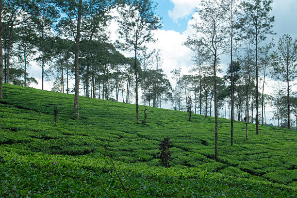 istock Expansive Tea Plantation with Trees Under Cloudy Sky 2219700561