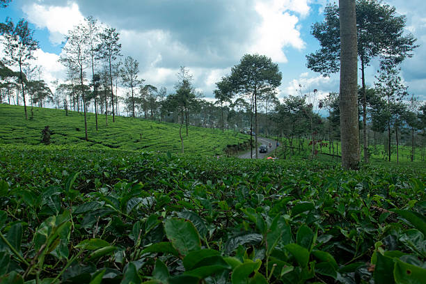 istock Expansive Tea Plantation with Trees Under Cloudy Sky 2219700616