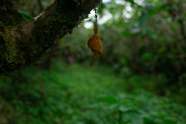 A close-up of a brown cocoon hanging from a moss-covered tree branch in a lush green forest. The soft background and natural lighting highlight the delicate stage of insect metamorphosis in its natural habitat. Ideal for educational, ecological, and wildlife-related themes
