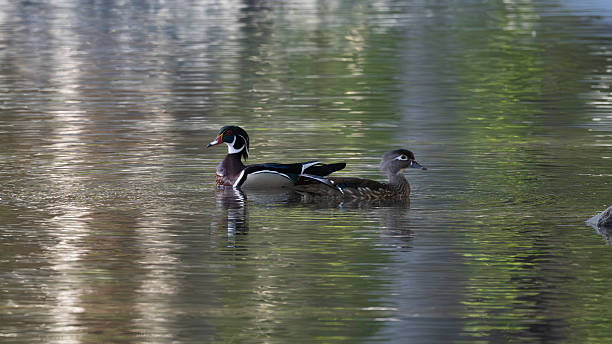 istock Woodducks On A Glassy Pond 2219700867
