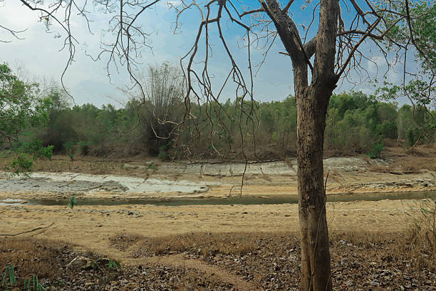 A dry tree stands in the foreground of a drought-affected landscape in Indonesia. A small river trickles through a barren and cracked terrain, surrounded by dry vegetation and signs of environmental stress due to extreme dry season or climate change.